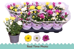 Chrysanth Mix 12Ø 25cm