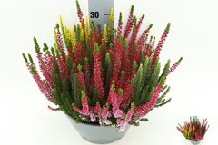Calluna Beauty Ladies Mix 23Ø 35cm
