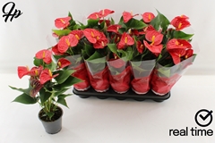 Anthurium Aroha 12Ø 38cm