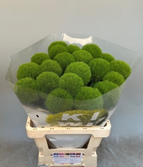 Dianthus Barb Kiwi Mellow Cool 55cm