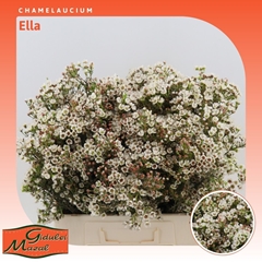 Chamelaucium Ella 60cm 30gr.