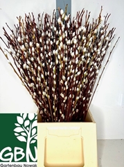 Salix Wilgenkatjes 40cm