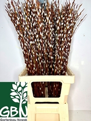 Salix Wilgenkatjes 80cm