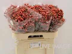 Rosa Magical Passoa 60cm