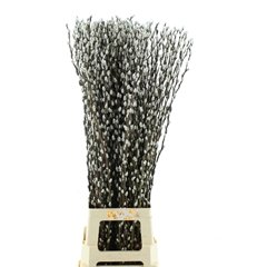 Salix Caprea Snow Flake 100cm