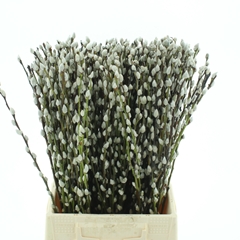 Salix Caprea Snow Flake 50cm