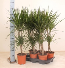 Dracaena 17Ø 90cm