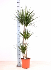Dracaena 24Ø 155cm