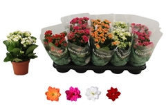 Kalanchoe Double Rosaline Mix 12Ø 27cm