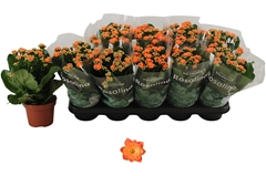 Kalanchoe Double Rosalina Don Pedro 12Ø 27cm