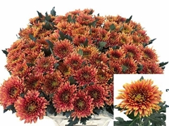 Chrysanth Single Tula Carmella 80cm 90gr.