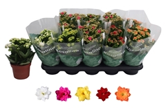 Kalanchoe Double Rosaline Mix 12Ø 27cm
