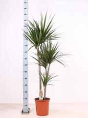 Dracaena 24Ø 160cm