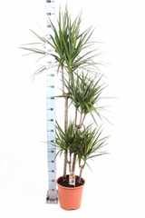 Dracaena 27Ø 180cm