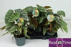Begonia Maculata 17Ø 45cm