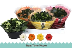 Kalanchoe Double Mix 23Ø 25cm