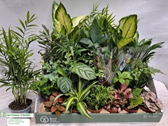 Houseplants Mix 8Ø 10cm