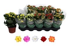 Kalanchoe Double Rosaline Mix 12Ø 27cm