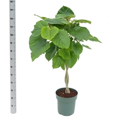 Ficus Umbellata 27Ø 130cm
