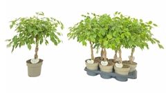 Ficus Benjamina Golden King 17Ø 60cm