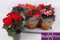 Begonia Double Mix 13Ø 30cm