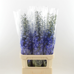 Delphinium Double Dev Navy Blue 100cm
