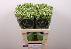 Phlox Icecap 60cm