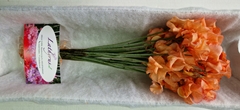 Lathyrus Parfum Painted Orange Magic 35cm