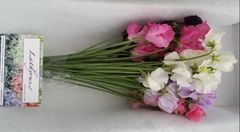 Lathyrus Mix 35cm