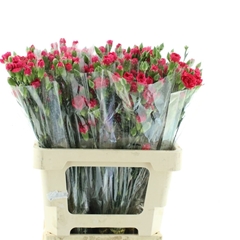 Dianthus Spray Pigeon 65cm