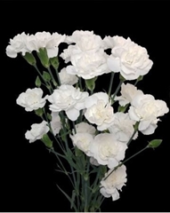 Dianthus Spray White Carmit 65cm