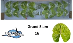 Anthurium Grand Slam 11cm Hd
