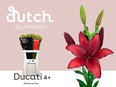 Lily Asiatic Ducati 90cm 4+