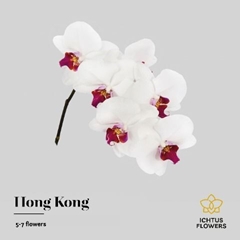 Phalaenopsis Red Lips 40cm 5+