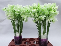 Lathyrus Painted Green 35cm