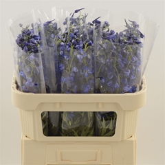 Delphinium Single Deldonna Blue 70cm