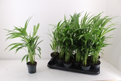 Dypsis Lutescens 10Ø 45cm