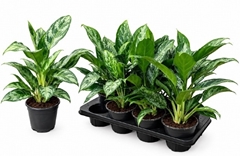 Aglaonema Paint Princess 14Ø 45cm