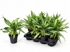 Aglaonema White Lance 14Ø 35cm