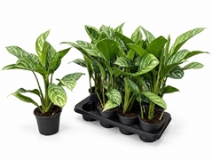 Aglaonema Stripes 14Ø 55cm