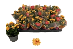 Kalanchoe Double Rose Flowers Dylan 10Ø 22cm
