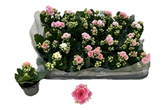 Kalanchoe Double Rose Flowers Harlow 6Ø 12cm