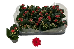 Kalanchoe Double Rose Flowers Noelle 6Ø 12cm