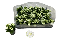 Kalanchoe Double Rose Flowers Greta 6Ø 12cm