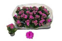 Kalanchoe Double Rose Flowers Katie 6Ø 12cm