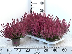 Calluna Garden Girls Liliane 11Ø 25cm