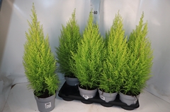Cupressus Goldcrest Wilma 14Ø 60cm