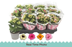 Kalanchoe Double Mix 9Ø 19cm