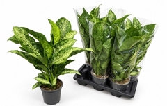 Dieffenbachia Memoria Corsii 17Ø 65cm