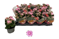 Kalanchoe Double More Flowers Barbie 10Ø 20cm
